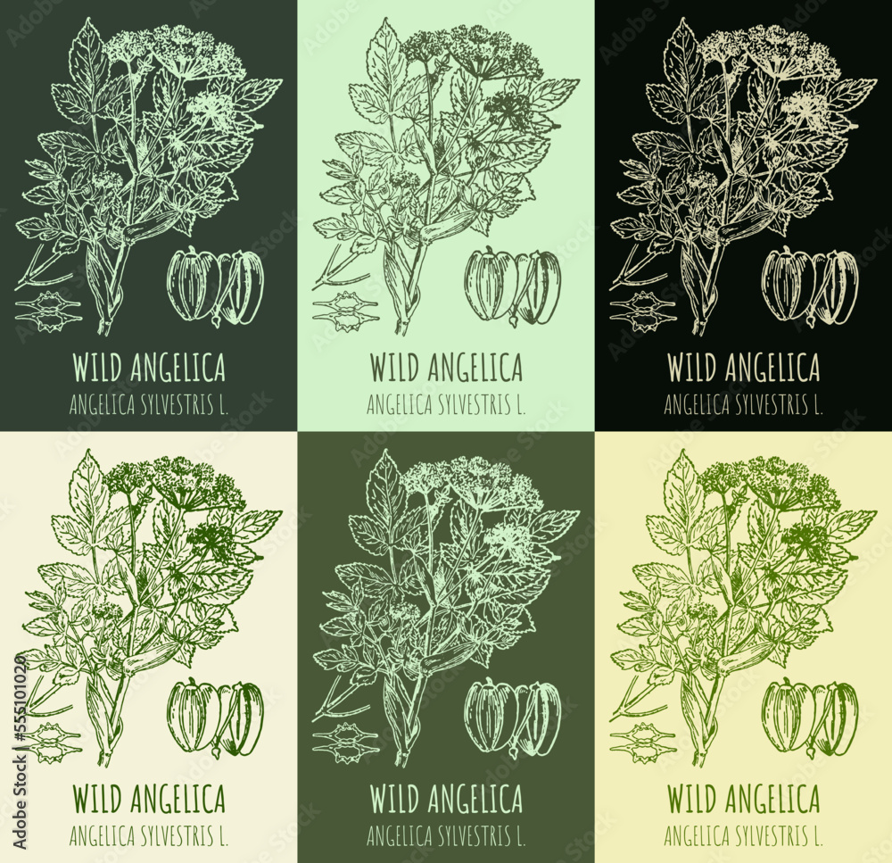 Set of vector drawings WILD ANGELICA in different colors. Hand drawn illustration. Latin name ANGELICA SYLVESTRIS L.
 - obrazy, fototapety, plakaty 