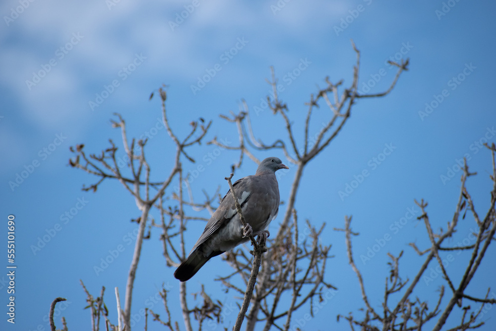 Paloma torcaz descansando en un arbol bajo un cielo azul de invierno Paloma torcaz descansando en un arbol bajo un cielo azul de invierno