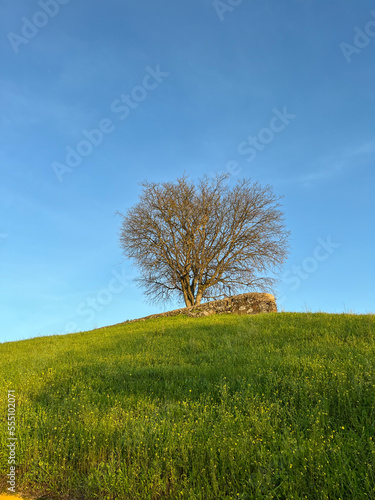 a lone tree surrounded by dense green grass. There are no other plants or buildings around him, which makes him even more lonely. this tree is located in an open area.Sunny skies and beautiful weather