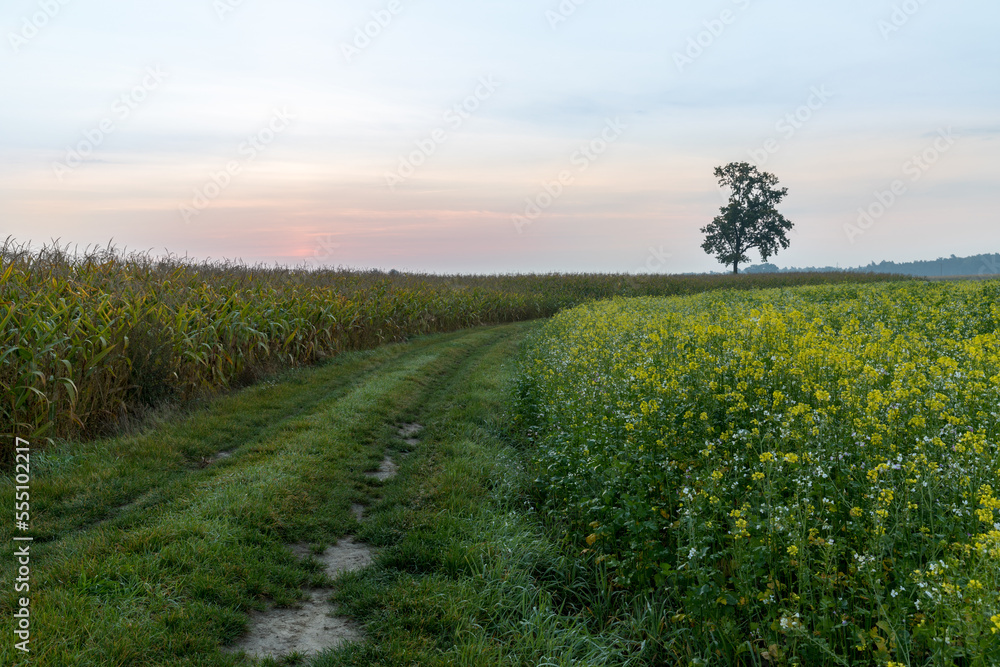 Obraz premium Sunrise and the silhouette of a lonely tree.