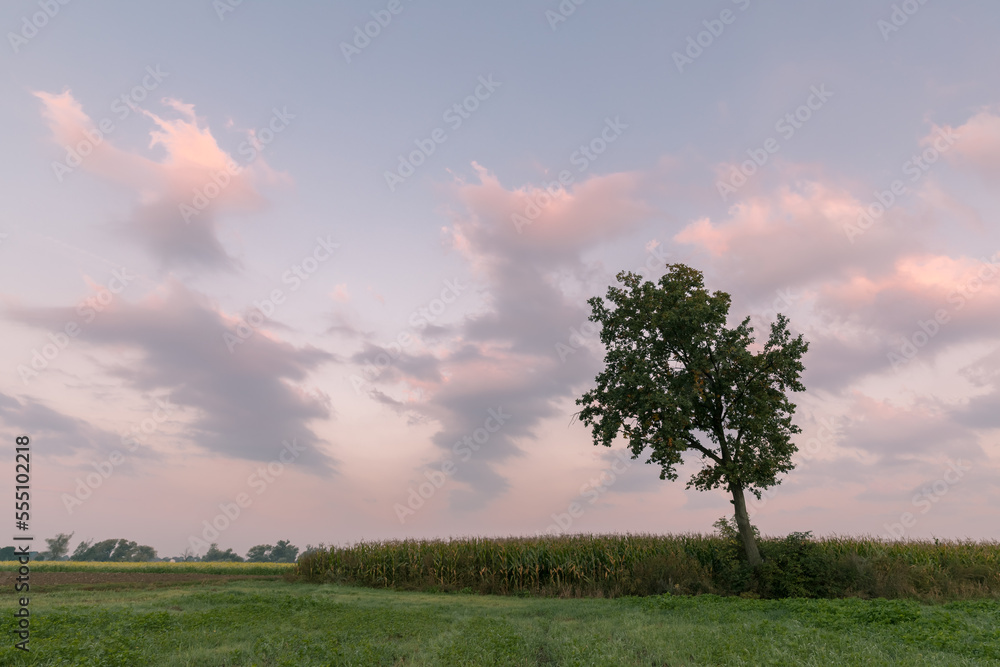 Obraz premium Sunrise and the silhouette of a lonely tree.