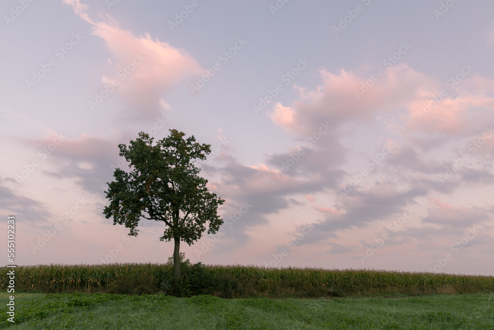 Obraz premium Sunrise and the silhouette of a lonely tree.