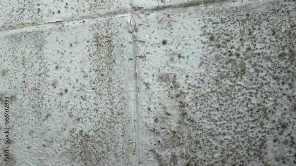 Woman is cleaning A lot of Black mold fungus growing on the wall at home. Dampness problem concept. Condensation on the window. Woman is cleaning A lot of Black mold fungus growing on the wall at home. Dampness problem concept. Condensation on the window.