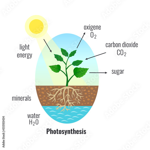 Photosynthesis Biological Process Composition