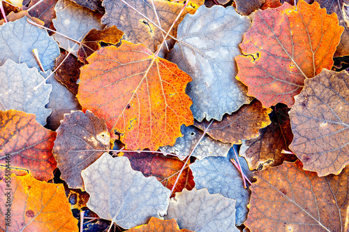 variably colored fallen off leaves in autumn photo