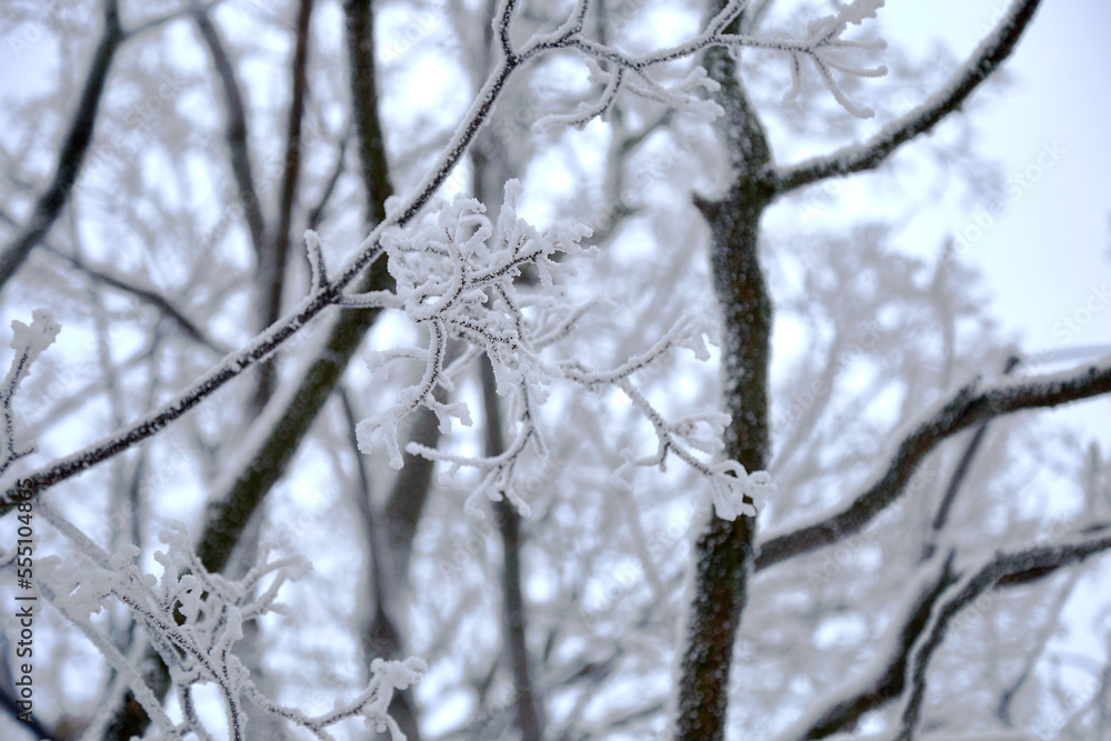 A winter tree with black trunk and branches white of hoar frost and snow, selective focus A winter tree with black trunk and branches white of hoar frost and snow, selective focus
