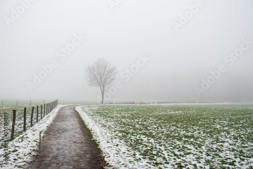 Melting snow and green grass on an agricultural field in Europe. Footpath leading to a lone tree, dense foggy weather, no people