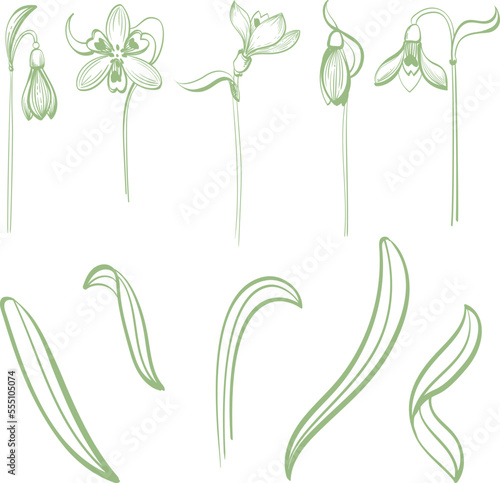 set of linear sketches of snowdrop flowers and leaves.First spring flowers in graphics.Vector illustration