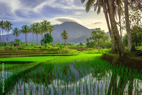 Beautiful morning view indonesia. Panorama Landscape paddy fields with beauty color and sky natural light