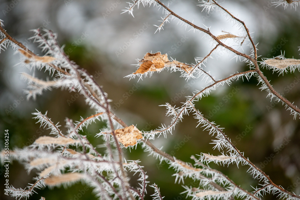 Magical hoarfrost at Christmas . Märchenhafter Raureif zu Weihnachten Magical hoarfrost at Christmas . Märchenhafter Raureif zu Weihnachten