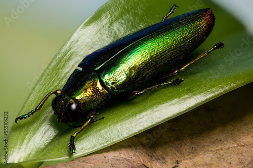 Chrysochroa fulminans lying on a green leaf 
