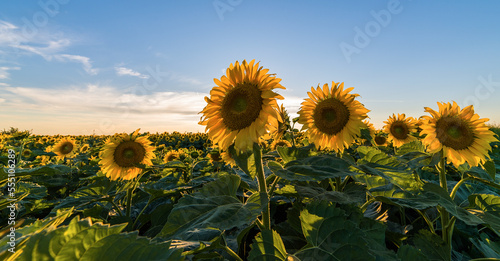 A sunflower field on a hill with blue sky.