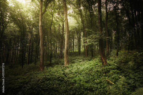 sun light in dark lush fore...