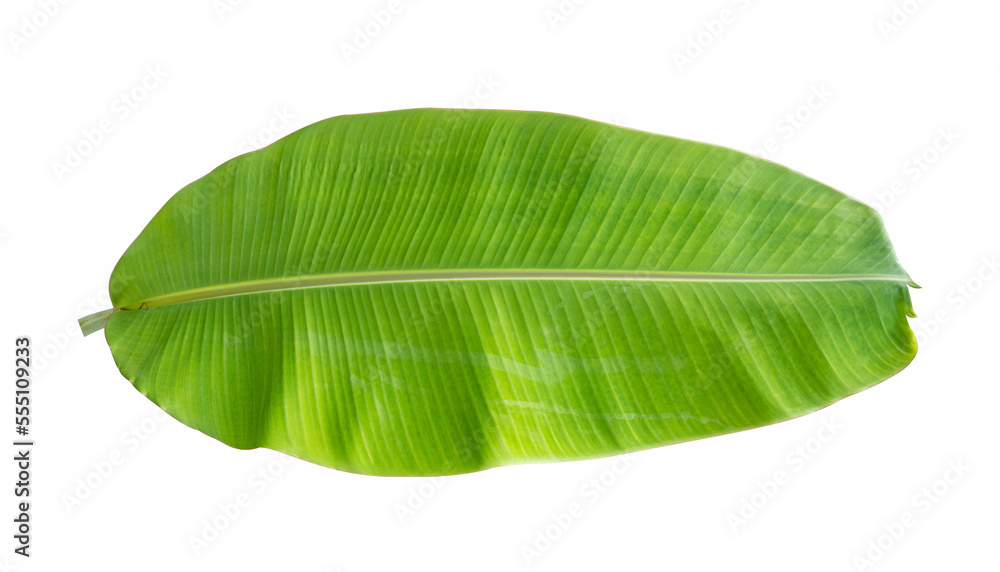 Fototapeta premium Fresh banana leaves isolated on transparent background PNG file