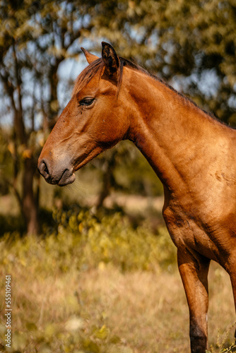 Canvas Print Colombian brown foal in in nature