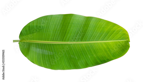 Cuadro en lienzo Fresh banana leaves isolated on transparent background PNG file
