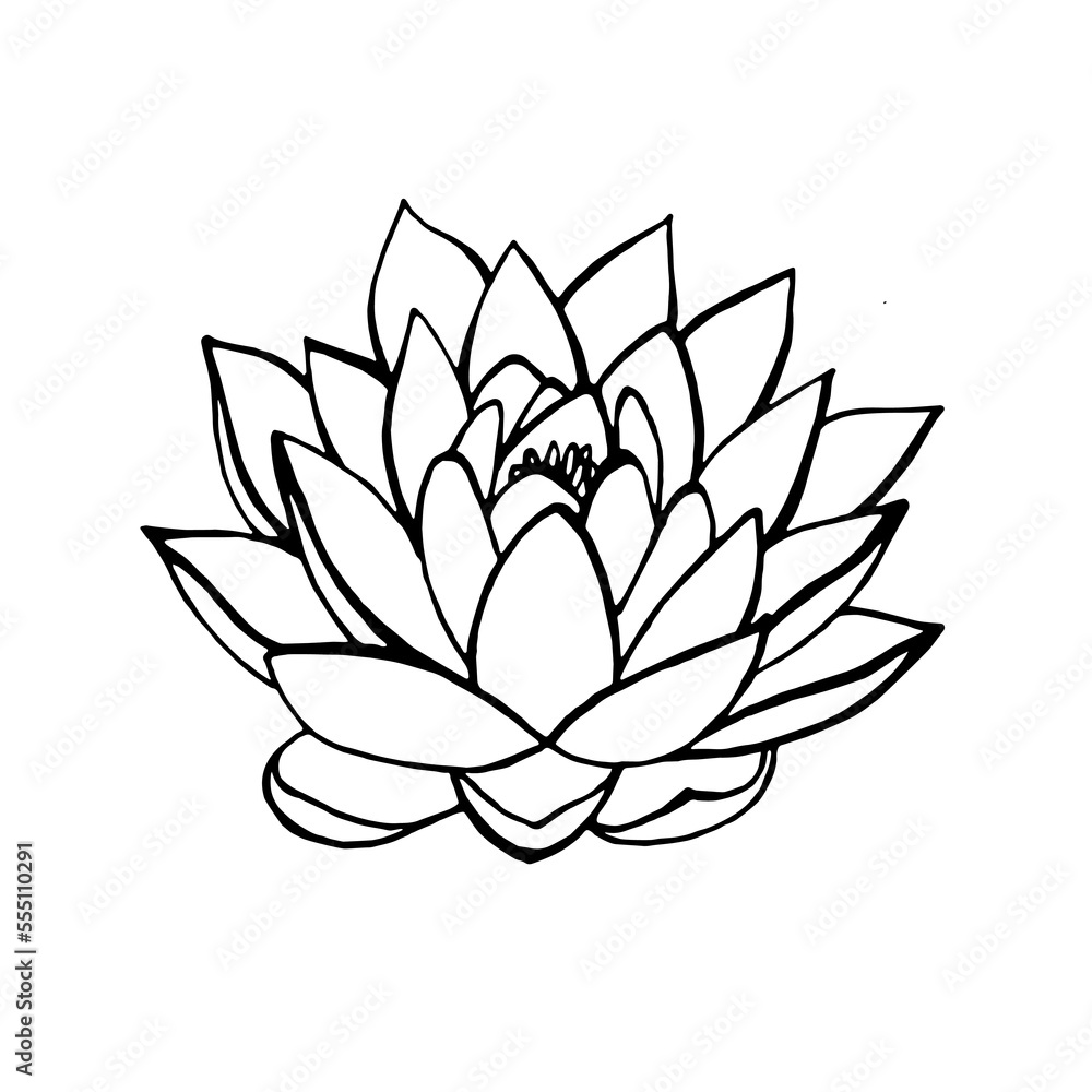 Water flower lotus lily vector drawing Water flower lotus lily vector drawing