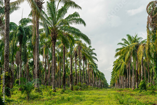 Large Palm tree farm with roads