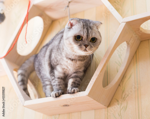 Cute gray scottish fold cat playing on wooden wall shelf