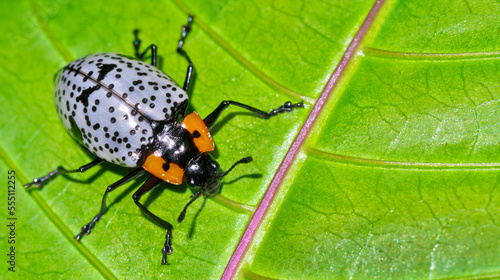 Beetle, Tropical Rainforest, Costa Rica, Central America, America
