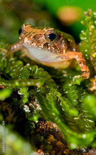 Tropical Frog, Tropical Rainforest, Costa Rica, Central America, America