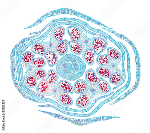 Rapeseed flower bud, cross section, 20X light micrograph. Brassica napus subsp. napus,  also known as rape or oilseed rape, a flowering plant, under the light microscope. Isolated on white background.