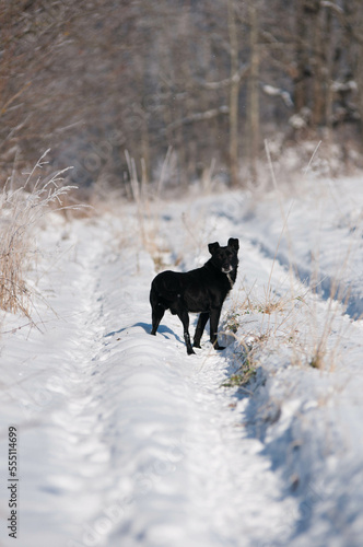 Dog in the snow, dog on a winter walk, winter walk, dog, cute dog, 
running dog, black dog, 