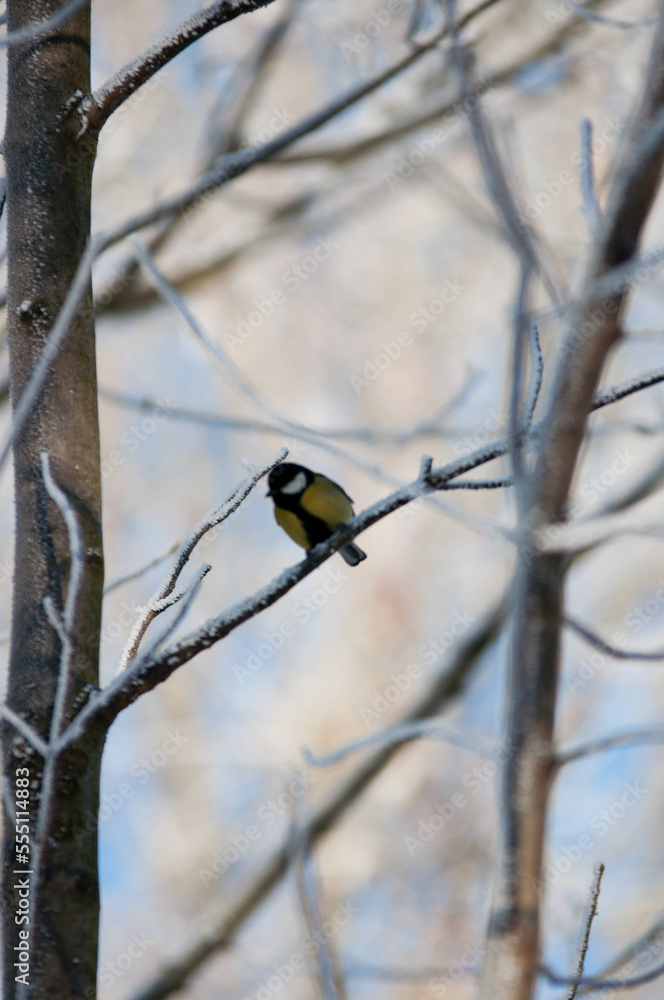 bird in winter, bird, bird on the tree, cute bird,
tit, tits, tit in the ground bird in winter, bird, bird on the tree, cute bird,
tit, tits, tit in the ground
