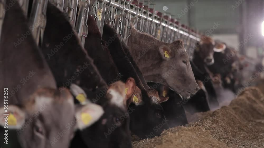 Lots of cows in the barn. The cows in the stall are eating hay. Large ...