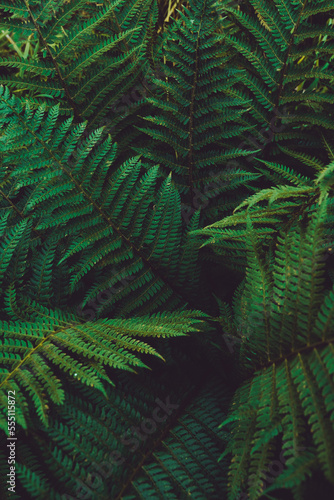 Natural green leaves background.