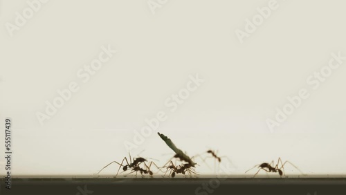 Leafcutter ants (Atta and Acromyrmex species) carrying leaves, silhouettes isolated on white background photo