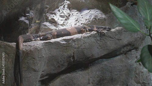 The lace monitor or tree goanna (Varanus varius Bell's phase) lizard sleeping on a rock photo