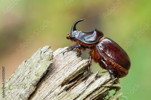 European rhinoceros beetle (Oryctes nasicornis)  photo