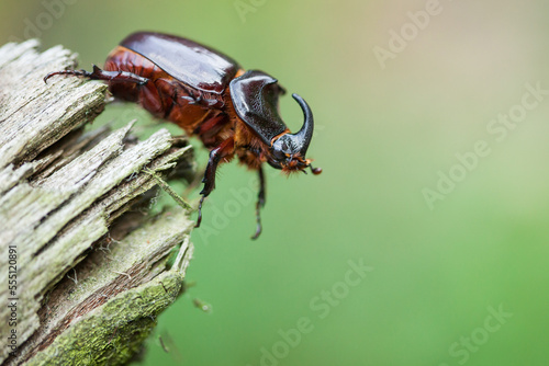 Billede på lærred rhinoceros beetle (Oryctes nasicornis)