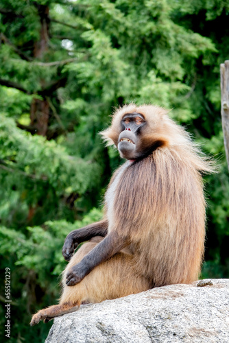 Gibbon Männchen