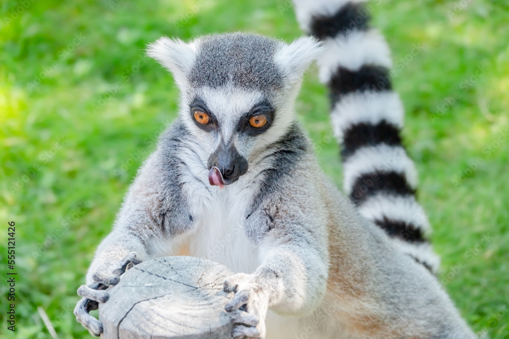 Fototapeta premium Katta totale Portrait