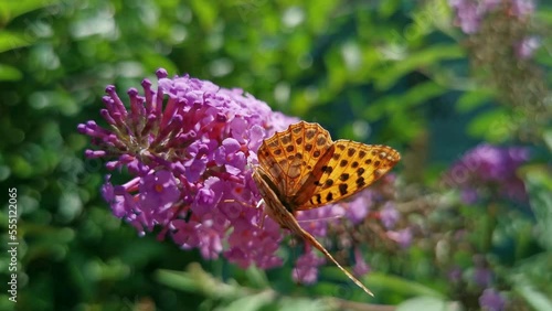 Issoria lathonia butterfly perched on a pink purple Buddleja davidii bush flower
 photo