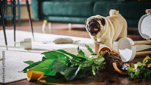 Принти на полотні Funny Animal Moment: Pug Dog Overturns Potted Flower, eats the dirt, Makes a Mess in Whole Apartment
