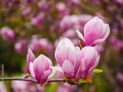 pink magnolia blossom closeup. floral background in the park