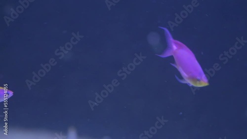 Pink yellowstriped fairy basslet (Pseudanthias tuka) reef exotic tropical fish photo