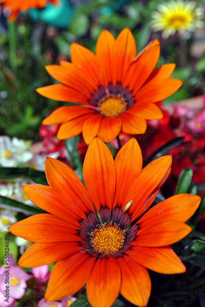 Orange Gazania African Daisies Summer Flower Orange Gazania African Daisies Summer Flower