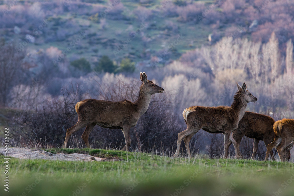 Obraz premium Sunset and deers in Capcir, Cerdagne, Pyrenees, France