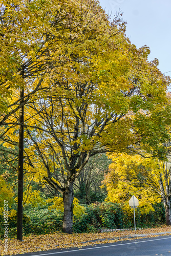 Seatac Yellow Autumn Trees 12