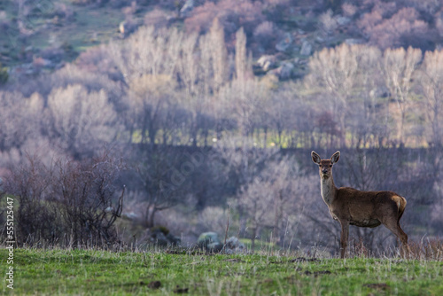 Sunset and deers in Capcir  Cerdagne  Pyrenees  France