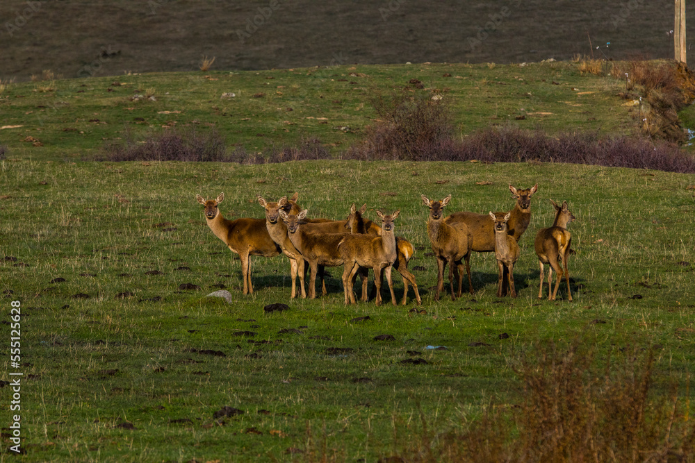 Fototapeta premium Sunset and deers in Capcir, Cerdagne, Pyrenees, France