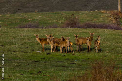 Fototapeta Naklejka Na Ścianę i Meble -  Sunset and deers in Capcir, Cerdagne, Pyrenees, France