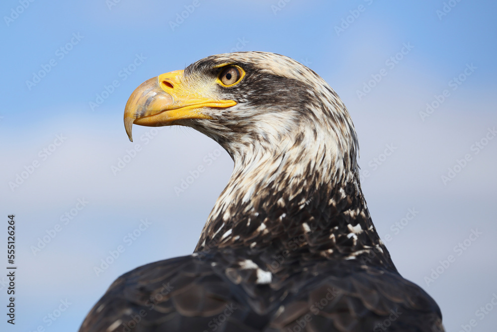 A portrait of a Bald Eagle against a blue sky
A portrait of a Bald Eagle against a blue sky