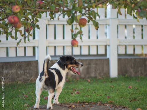 Foto Small Jack Russell Terrier dog in the garden under the apple tree in autumn