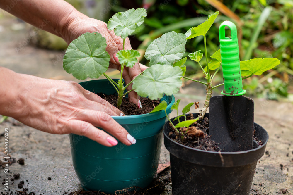 Hands of a mature woman tending and maintaining the plants in her garden. Hands of a mature woman tending and maintaining the plants in her garden.