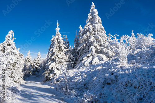 Snow-covered trees on the Großer Feldberg/Germany in the Taunus with a clear blue sky © fotografci
